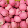 China Wholesale High Quality Competitive Price Red Fresh Fuji Apple